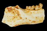 Eocene Primate (Necrolemur) Jaw Section - Quercy, France #179977-1
